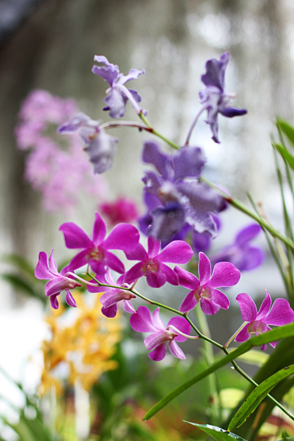 The Royal Botanical Gardens of Peradeniya Sri  Lanka  For 